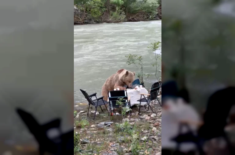 Ayının piknik keyfi kameralara yansıdı