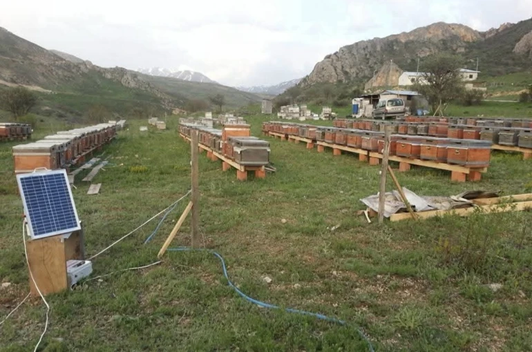 Ayıya elektrikli tuzak bile engel olamadı: Tellerin altını kazıp kovanlara ulaştı