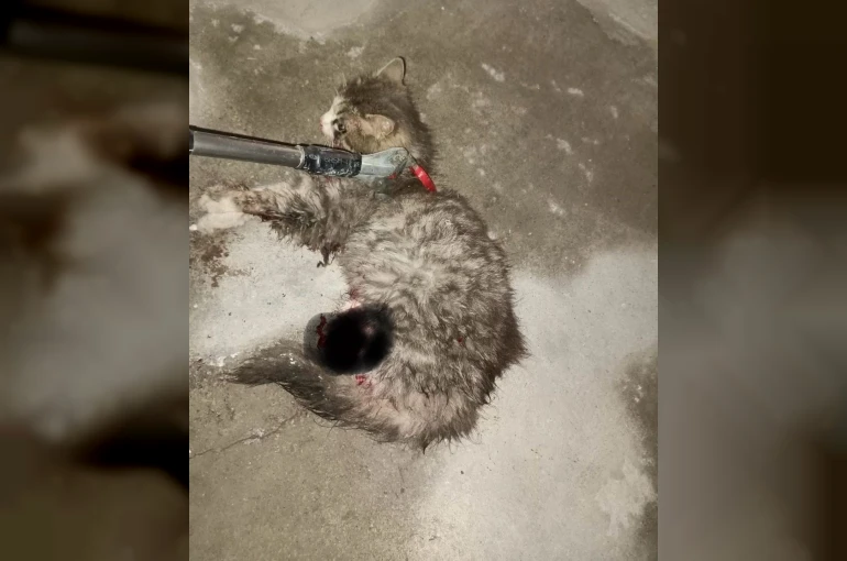 Ayvacık’ta otomobilde sıkışan kedi kurtarıldı