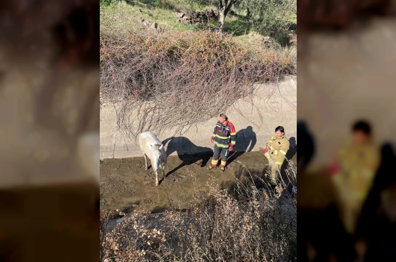 Ayvalık’ta itfaiyeden at kurtarma operasyonu