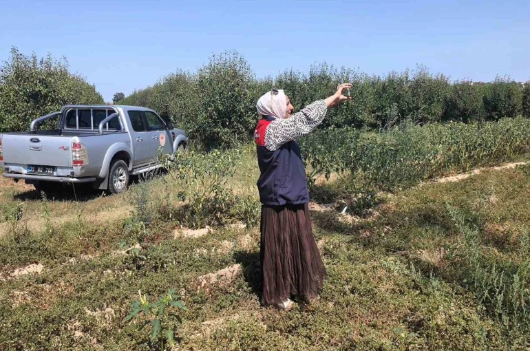 Babaeski’de tarlalar mercek altında