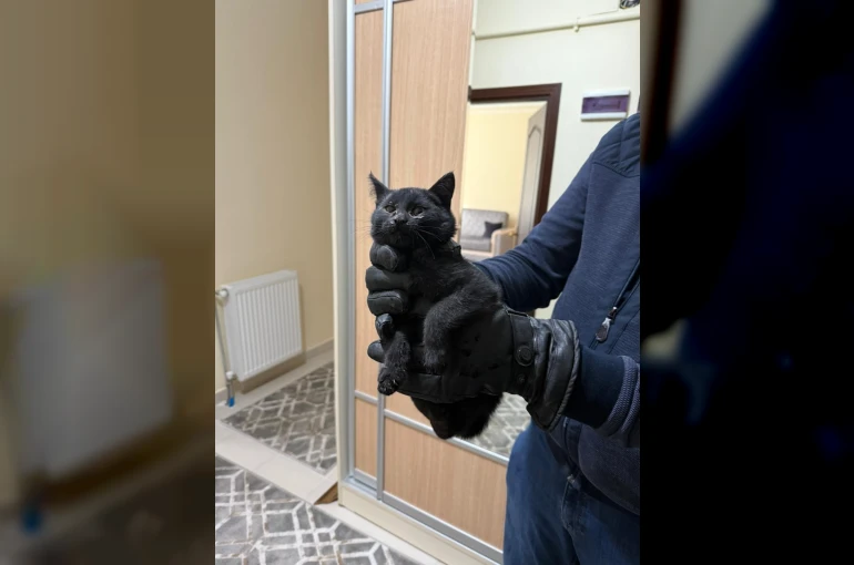 Bacaya giren kedi 6 saatlik sonunda kurtarıldı