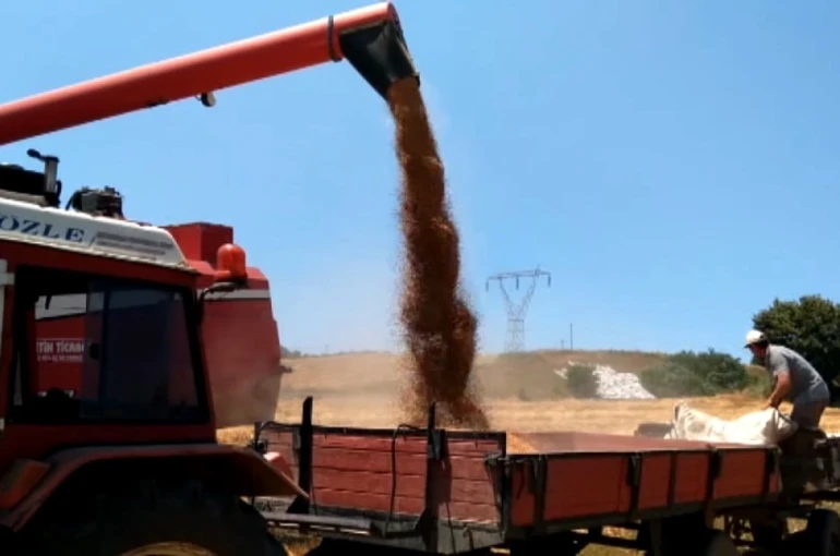 Bafra Ovası’nda buğday ve arpa hasadı başladı