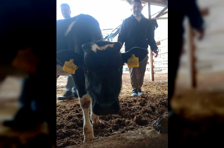 Bağışlanan buzağı ve kuzular Mert sağlığına kavuşması için desteğe dönüştü