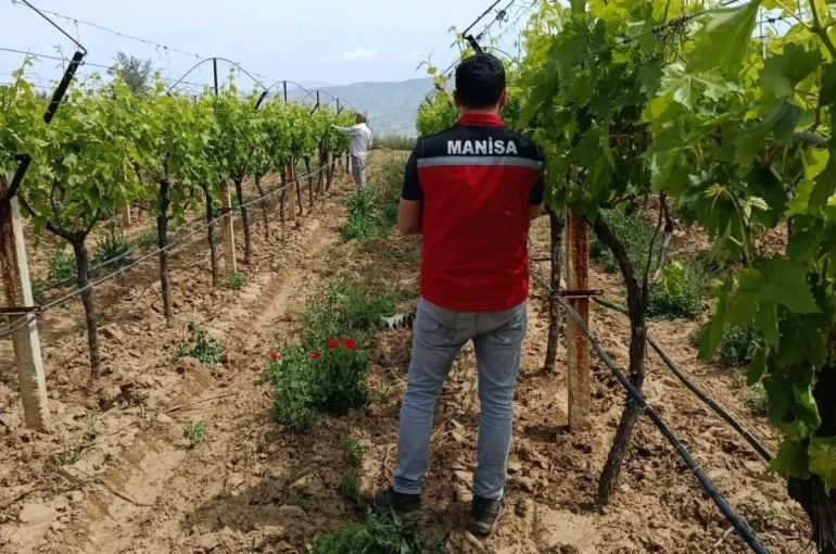 Bağlarda hasat öncesi pestisit denetimi başladı