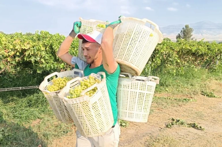 Bağların Herkül’ü 120 kilo taşıdı