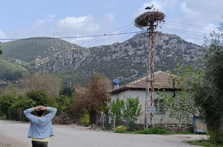 Baharın habercisi leylek, yuvasına bu yıl da eşiyle birlikte geldi