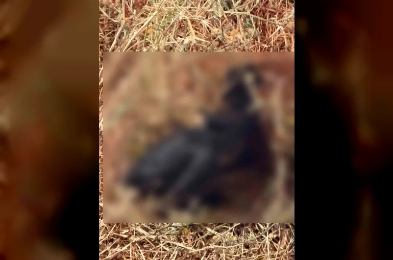 Bahçe yangınında hayvanlar telef oldu