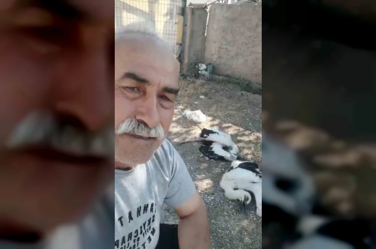 Bahçesindeki leyleklerin öldüğünü görünce gözyaşlarına boğuldu