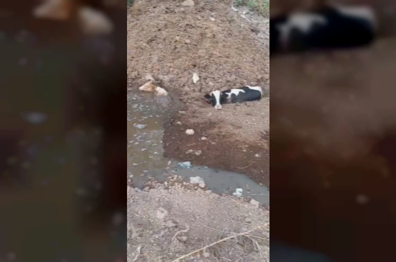 Balçığa saplanan 3 inek zorlu çalışmayla kurtarıldı