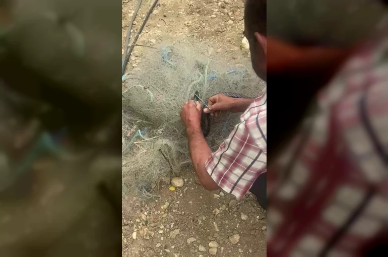 Balık ağında mahsur kılan yılanı elleriyle kurtardı
