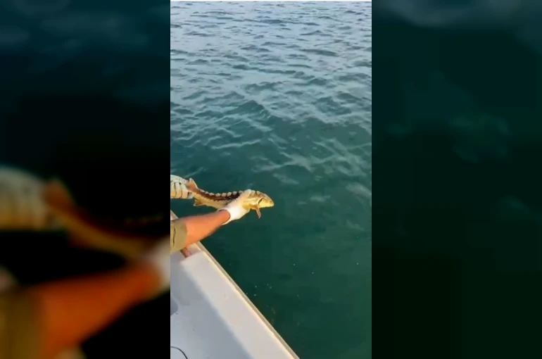 Balıkçılar ağlarına takılan nesli tehlike altındaki Mersin balığını geri denize bıraktı