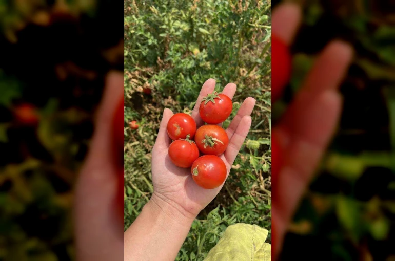 Balıkesir Büyükşehir Belediyesi, Ata Tohumları ile envanterini güçlendiriyor