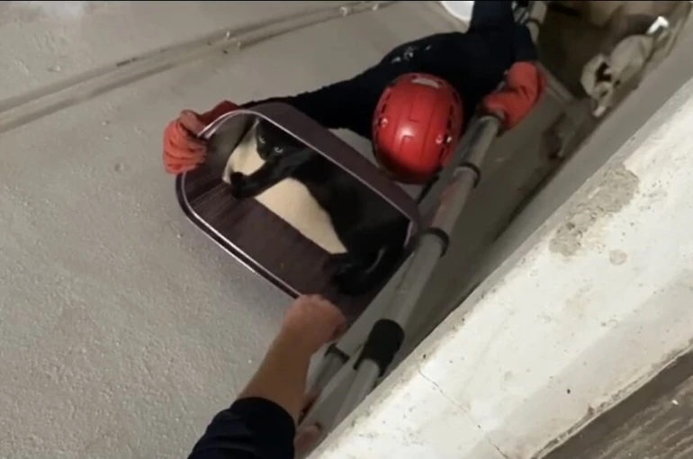 Balıkesir’de apartman boşluğuna düşen kedi yaralı olarak kurtarıldı