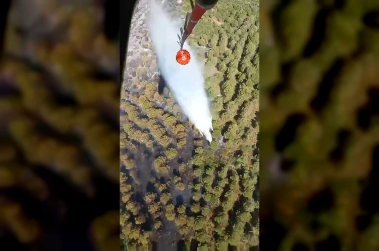Balıkesir’de orman yangını