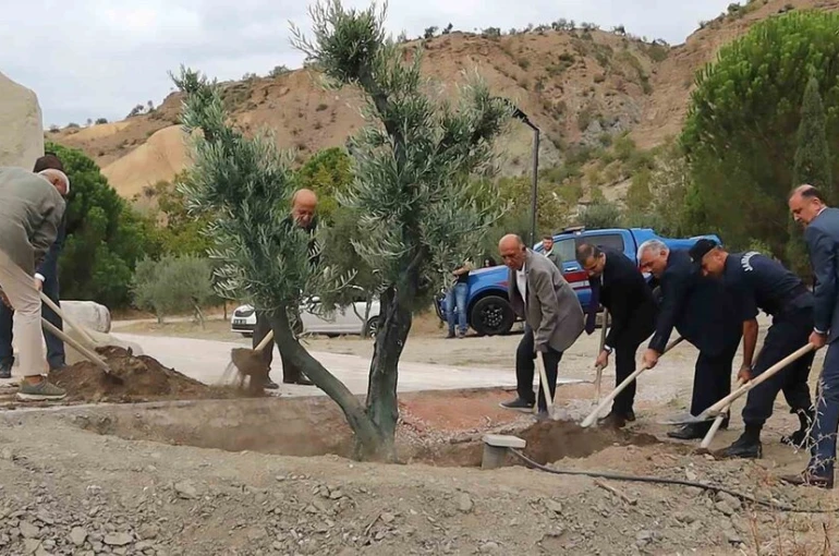 Baltacı Mehmet Paşa anısına asırlık zeytin ağacı dikildi