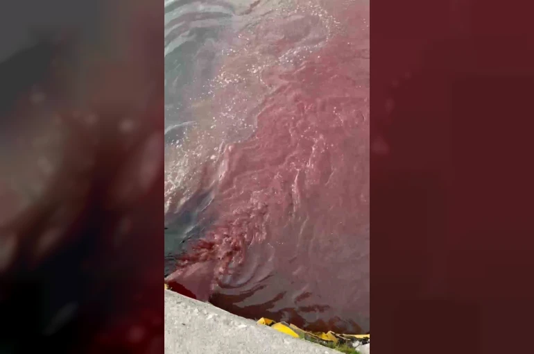 Bandırma’da deniz yüzeyi kırmızıya döndü 