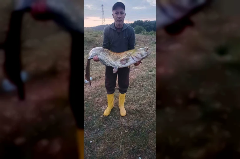 Barajın devi oltaya takıldı: 35 kiloluk yayın balığı yakaladı
