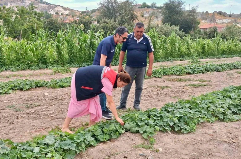 Barbunya ve kornişon salatalık da hastalık ve zararlı denetimi
