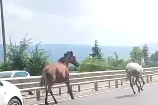 Başıboş atlar trafikte araçlarla yarıştı