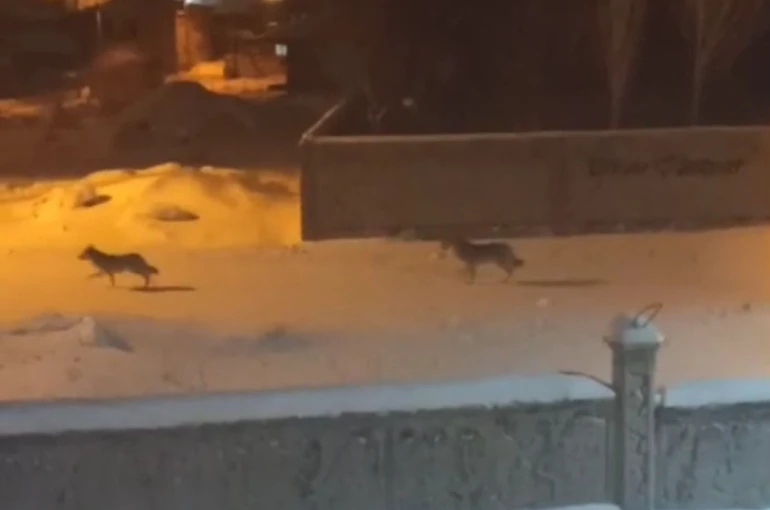 Başkale’de aç kalan kurtlar ilçeye indi