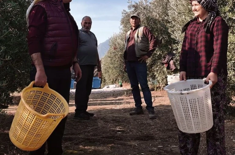 Başkan Öküzcüoğlu çiftçilerle birlikte zeytin hasadı yaptı