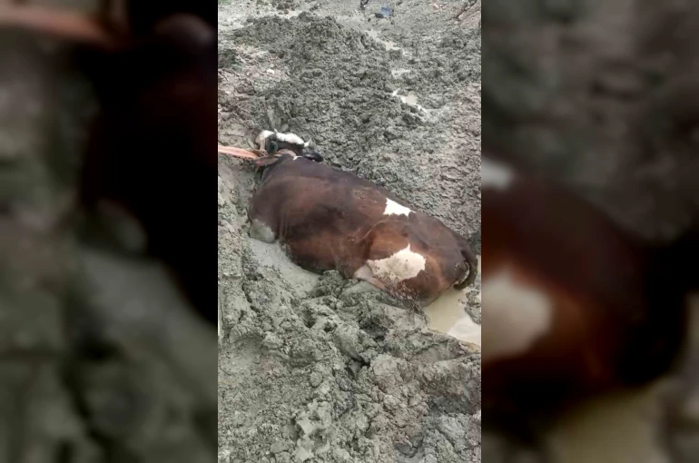 Bataklıkta mahsur kalan inek iş makinesiyle kurtarıldı