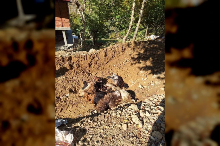 Batman’da kurtlar ağıla girerek 10 adet küçükbaş telef etti