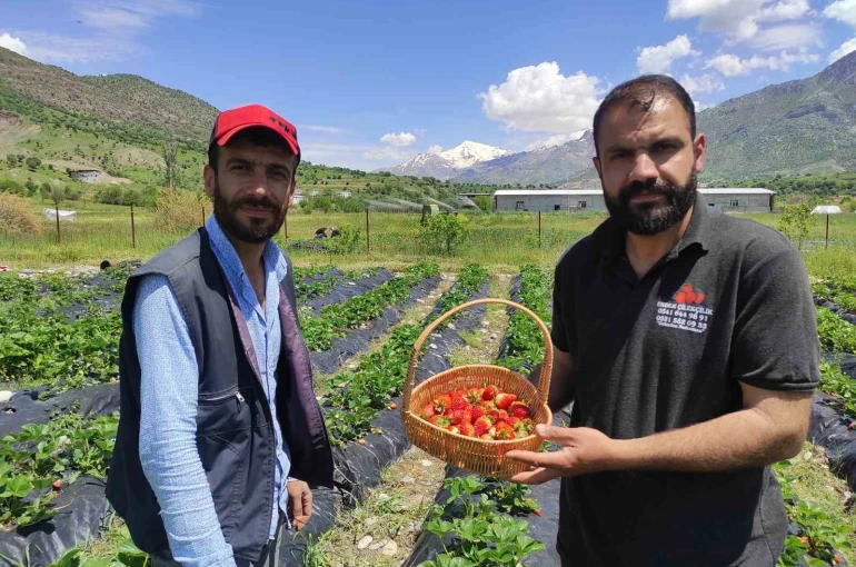 Batman’da organik Sason çileğinde yılın ilk hasadı başladı