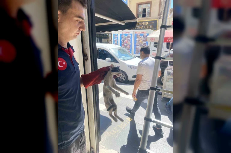 Batman’da platform arasında sıkışan kedi kurtarıldı