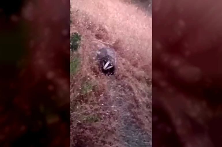 Batman’da porsuk görüntülendi