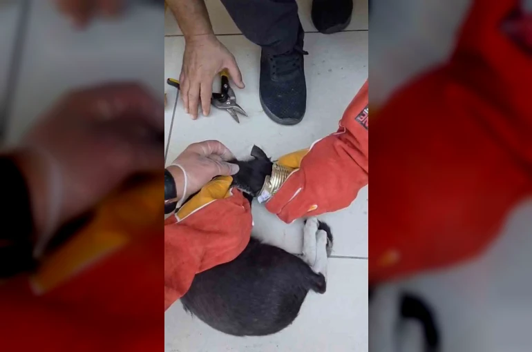 Batman’da yaramaz kedi kafasını tenekeye sıkıştırdı, itfaiye kurtardı
