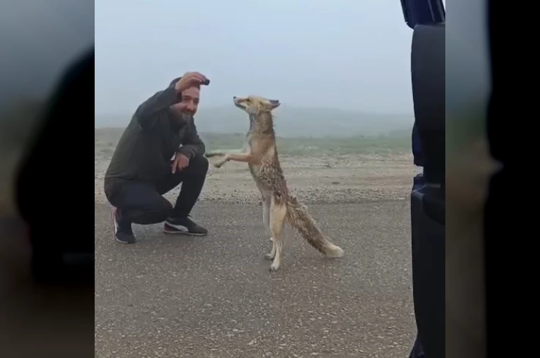 Bayburtlu aile yayla yolunda karşılaştıkları tilkiyi kekle besledi