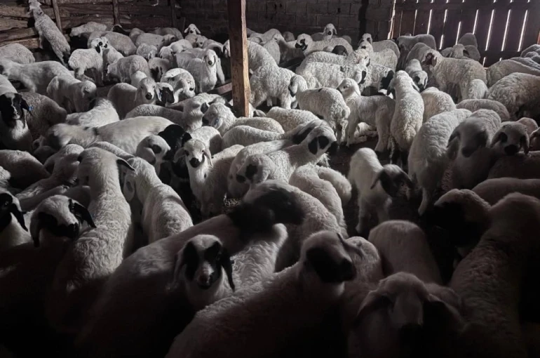 Bayburt’ta buzağı, malak, kuzu ve oğlak desteği ikinci dönem başvuruları yarın başlıyor