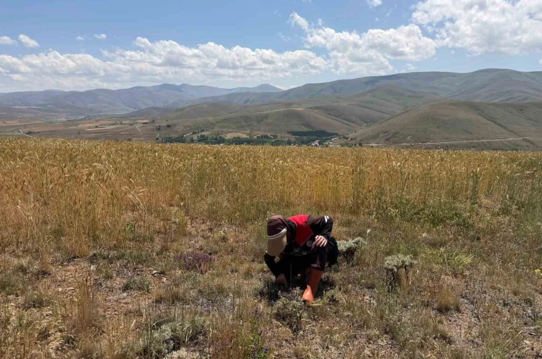 Bayburt’ta ekili alanlarda zararlı takibi devam ediyor