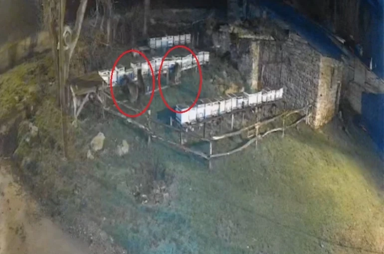 Bayburt’ta iki farklı arılığı talan eden ayılar köpek havlayınca kaçtı