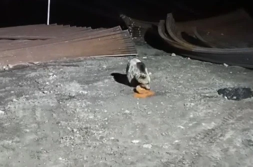 Bayburt’ta köpeklerin kovaladığı ayı yemeğini bırakmadı