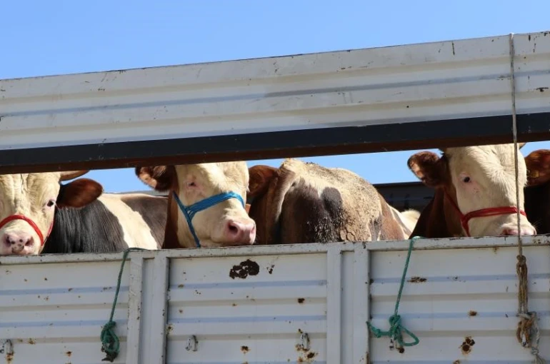 Bayburt’ta kurbanlık hayvan sevkleri için uyarı