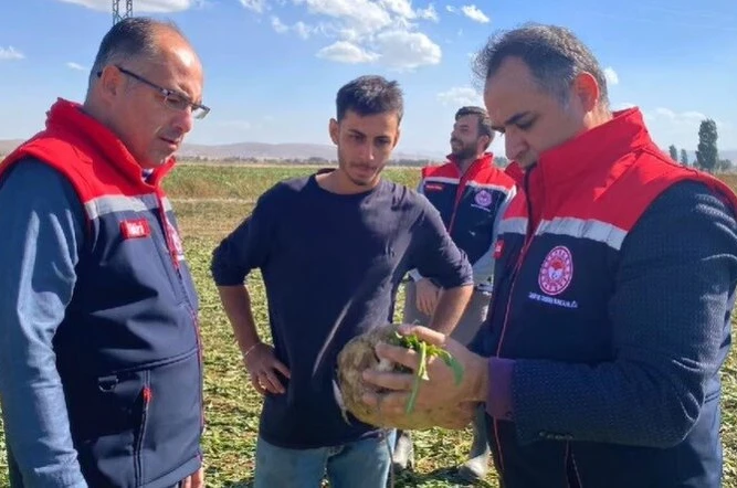 Bayburt’ta şeker pancarı sökümü başladı