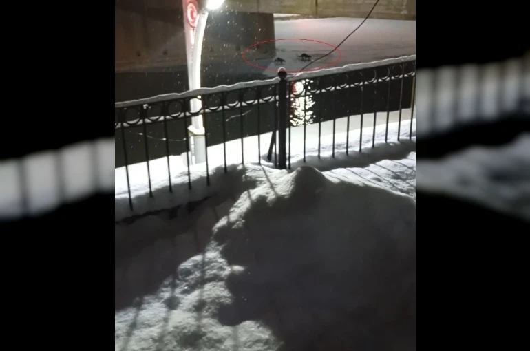 Bayburt’ta su samuru bu kez eşiyle birlikte görüntülendi