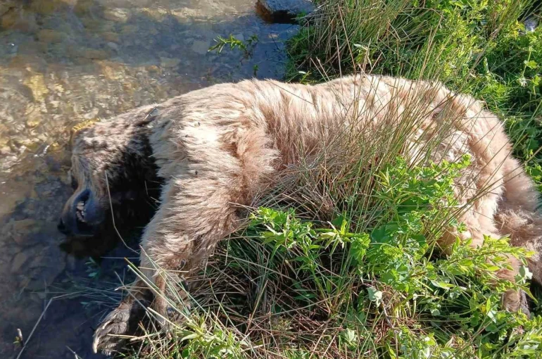 Bayburt’ta yaralı halde görülen bozayı ölü bulundu