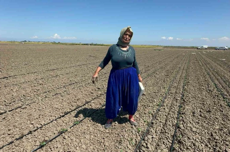 Belindeki 8 platinle tarlada ekmeğini kazanıyor