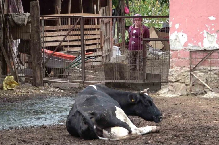 Besiciler şapın yol açtığı zararların karşılanmasını istedi