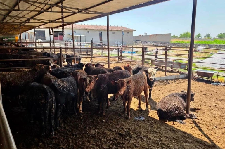 Besilik sığırlara yönelik kontrol ve denetimler sürüyor