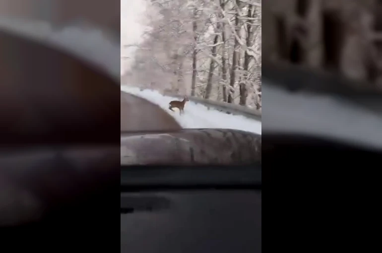 Beyaz örtü üzerinde tatlı karşılaşma: Karaca yola indi