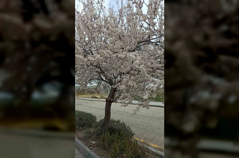 Beypazarı’nda badem ve kayısı ağaçları çiçek açtı