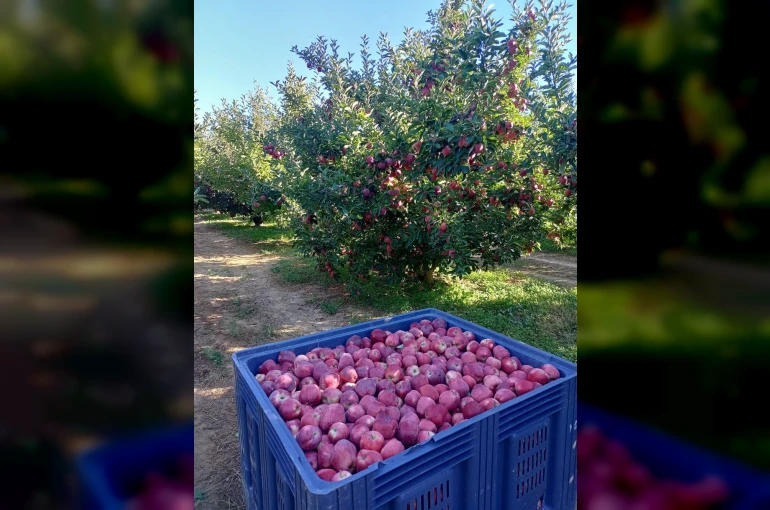 Beyşehir’in elma deposu mahallesinde hasat mesaisi sürüyor