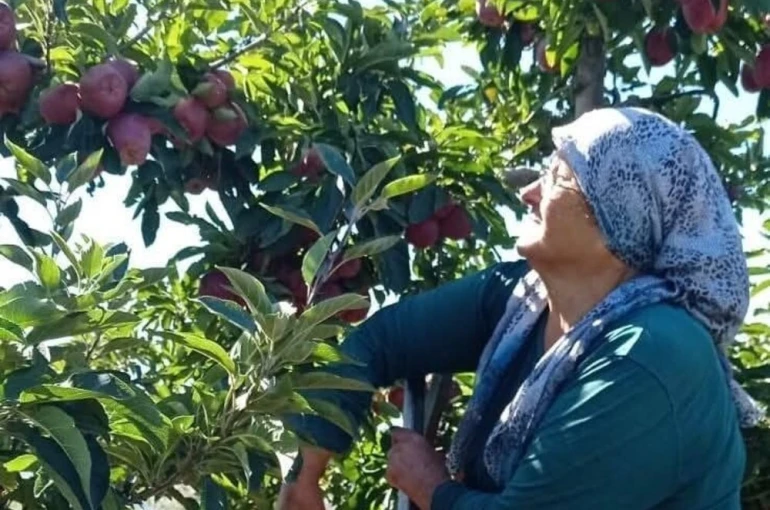 Beyşehir’in elma deposu mahallesinde hasat mesaisi sürüyor
