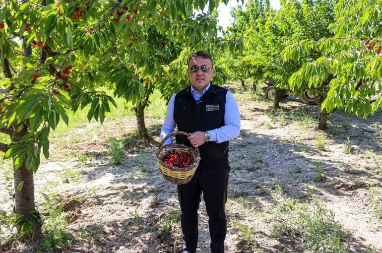 Bilecik’te 27 bin dekarda yıllık yaklaşık 15 bin 500 ton kiraz üretimi