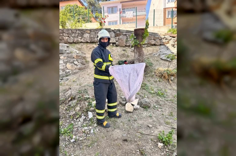 Bilecik’te caddede yakalanan ’oluklu kertenkele’ doğaya salındı